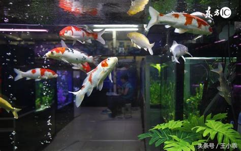 養什麼魚最好養|【好養的魚】好養的魚推薦！新手養魚必看懶人包，打。